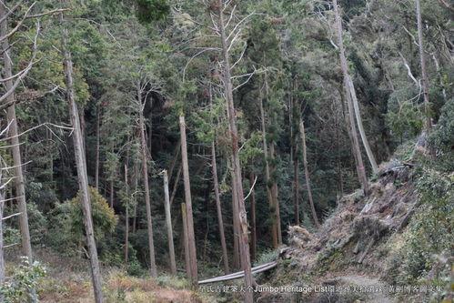 纵横日本林秋,林秋成笔下的异域风情之旅